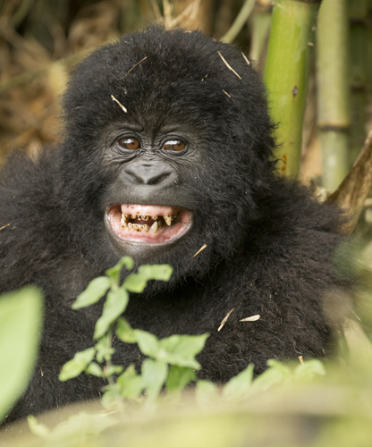 gorilla